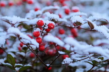 うっすらと雪をまとった南天の実