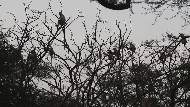 Gray or Hanuman langurs or indian langur or monkey in group on tree during safari at forest of central india - Semnopithecus