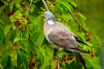 forest pigeon on a branch