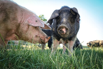 Outdoorschweinehaltung eines Bio- Landwirts. Schweine auf einer Wiese. Landwirtschaftliches Symbolfoto.