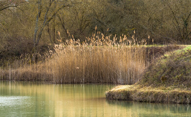 romantic landscape at the lake