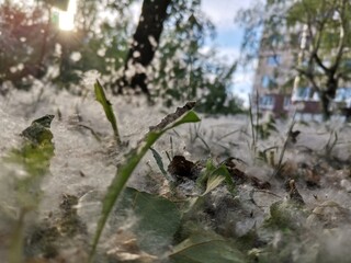 Poplar fluff