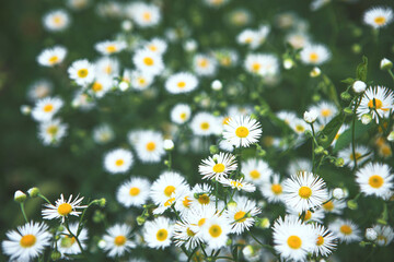 Fototapeta premium Beautiful nature scene with blooming Summer Daisies. Summer meadow with chamomile flowers. Dark green moody spring flower pattern background. Alternative medicine, cottage core natural philosophy. 
