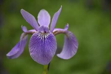 An iris flower in the garden