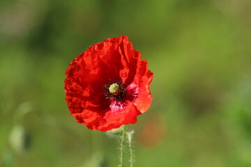 Red poppy blossom in the wild