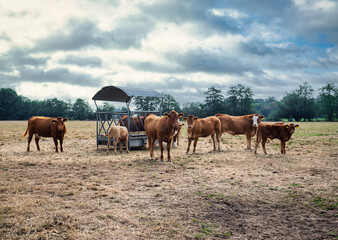 Dürre - vertrocknete Viehweiden, das Rindvieh steht an einem zur Verfügung gestellten Wasserfass, Heu und Silage müssen auf der Weide zugefüttert werden.