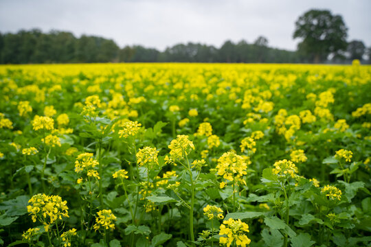 Senfbl&uuml;ten im Sp&auml;tsommer.