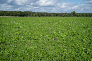 Der Anbau verschiedener Kulturpflanzen als Zwischenfrucht, erhöt die Bodenbeschaffenheit. 