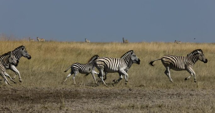 Slow motion close-up view of a small herd of zebras running next to a waterhole.  Zebra Migration Botswana