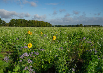 Der Anbau verschiedener Kulturpflanzenmischungen z.B. mit Sonnenblumen, Senf, Rettich, Phacelia...