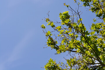 London plane