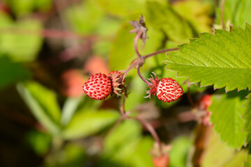 Wild strawberry