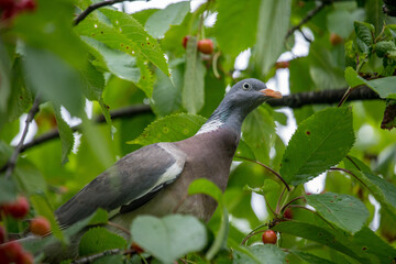 pigeon on a branch