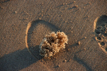 Sponges washed up on the beach of Katwijk during sunset