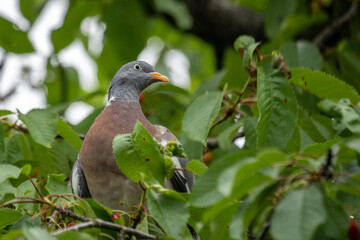 pigeon on a branch