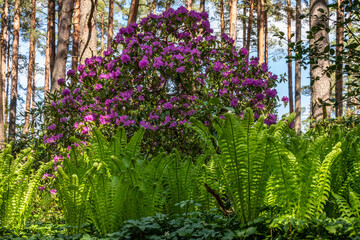 Fototapeta na wymiar Pink rhododendron bush among wood ferns under the pine trees during bright sunny spring day. Low angle view of blooming pink rhododendron bush inside of buckler ferns (Dryopteris) at fine day.