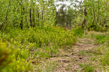 Fototapeta na wymiar Small pathway leads to swamp among bring green vegetation. Big light green red whortleberry bush is growing left side of footway during early spring.