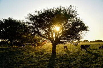 Cattle in Argentine countryside,La Pampa Province, Argentina.