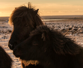 Black horses in winter countryside