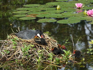 coot (Fulica atra) at nest with youngsters 