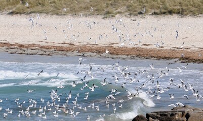 les oiseaux sur la plage à la Torche en Finistère Bretagne France	