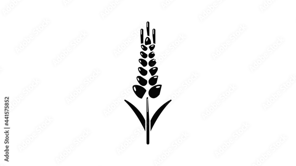 Poster wheaty wheat icon animation simple best object on white