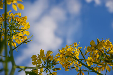 Yellow bright rapeseed flower close-up. Blooming rapeseed field. Canola Colza Yellow Flowers. Rapeseed, Oilseed Field Meadow