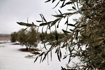 olive branch in the middle of an olive field in full winter snowfall