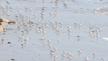 les bécasseaux sanderlings sur la plage en Finistère Bretagne France	