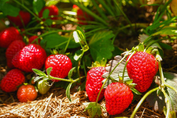 Red ripe juicy strawberries in the garden. Organic food without chemical fertilizers in the garden. A strawberry bush with ripe and green fruit in the garden.