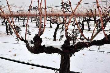 view of a vineyard under the snow. snowfall in winter on the vine and shoots with orange tones