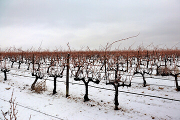 view of a vineyard under the snow. snowfall in winter on the vine and shoots with orange tones