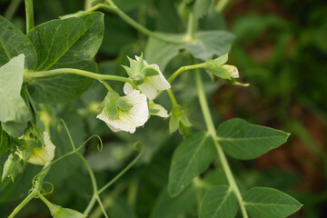 Curly green shoots of flowering peas. White pea flowers. Organic products in the garden.