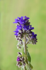 Common bugloss Anchusa officinalis medicinal herb on green background