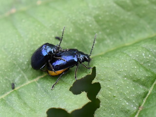 The alder leaf beetle Agelastica alni on green leaf