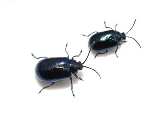 The alder leaf beetle Agelastica alni isolated on white background