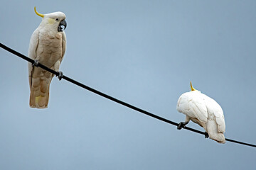 Cockatoo communications