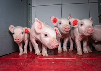 Agrarfoto - Schweinehaltung. Niedliche Ferkel fühlen sich sichtbar wohl im beheizten, trockenen...