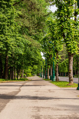 Alley in the Forest Park (Mežaparks) at summer. Vertical photo of path in the park lined with high green trees, green lampposts, benches and lawn.