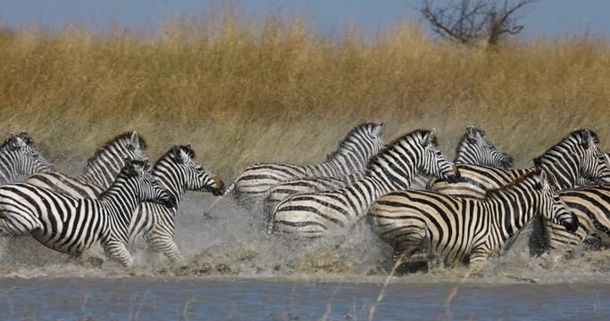 Slow motion close-up view of a small herd of zebras running out a waterhole.  Zebra Migration Botswana
