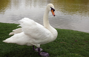 White swan in the city park