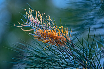 Yellow flower - grevillea - Australian native
