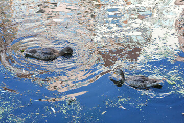 ducks in the water