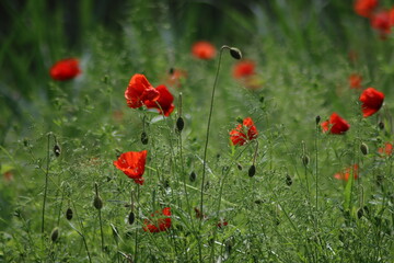 Fototapeta premium Red poppy blossom in the wild