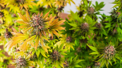Medical Marijuana CBD grow, Close up - Ripe cannabis plants growing in greenhouse ready to harvest, copy space