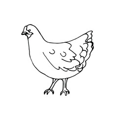 Doodle.Сhicken.Farm animals.Hand drawn line art.