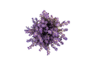 Obraz premium Lavender flowers isolated on white background. Close up. Space for text