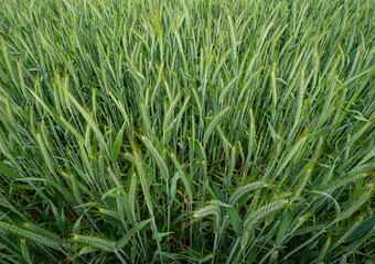 Agrarfoto - Getreideanbau. Unreife Getreideähren.