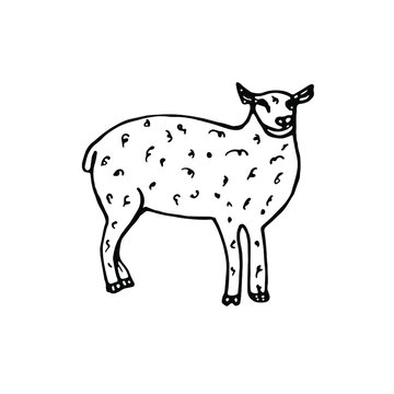 Doodle.Farm animals.Sheep.Hand drawn line art.