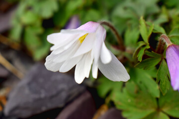 Close-up white flower blooming in garden on Spring season in UK. Balkan anemone or know as Anemone blanda, Grecian windflower, winter windflower,  in the family Ranunculaceae.